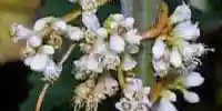dodder