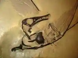 Dinosaur