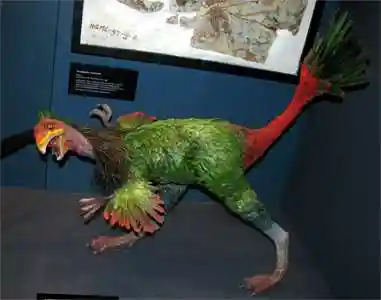 Caudipteryx zoui