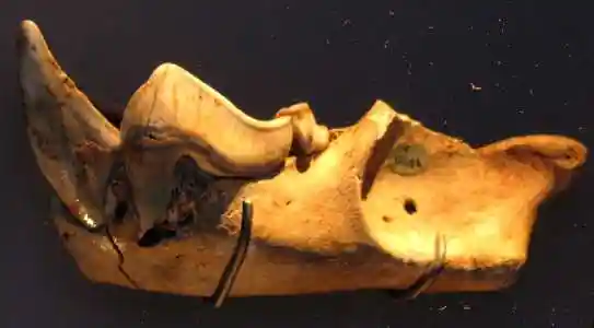 Marsupial lion jaw