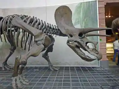 dinosaur