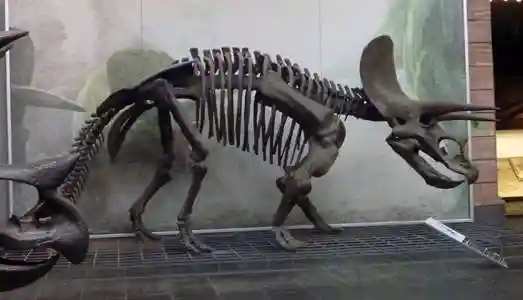 dinosaur