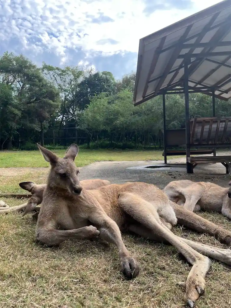 カンガルーがねそべっている