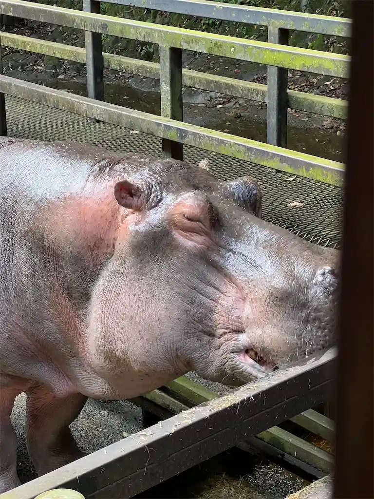 カバのアップ。かわいい