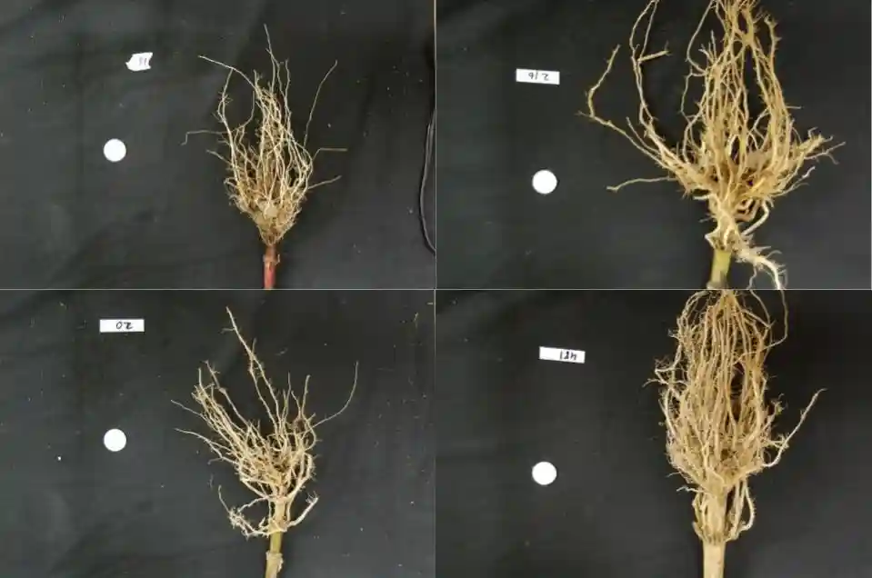 Four images of maize roots
