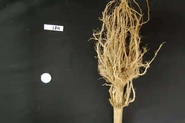 Image of a maize root