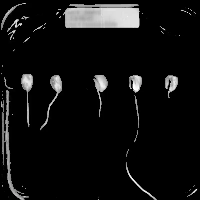 Thresholded maize roots