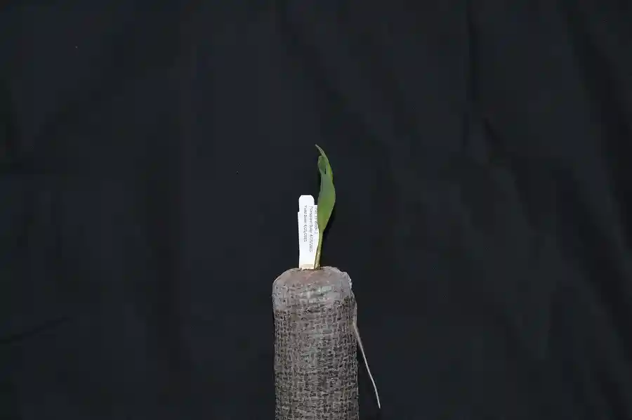 Plant seedling