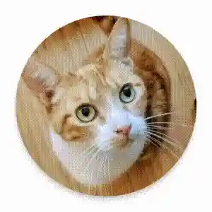 A UI element gradually fades out of view.