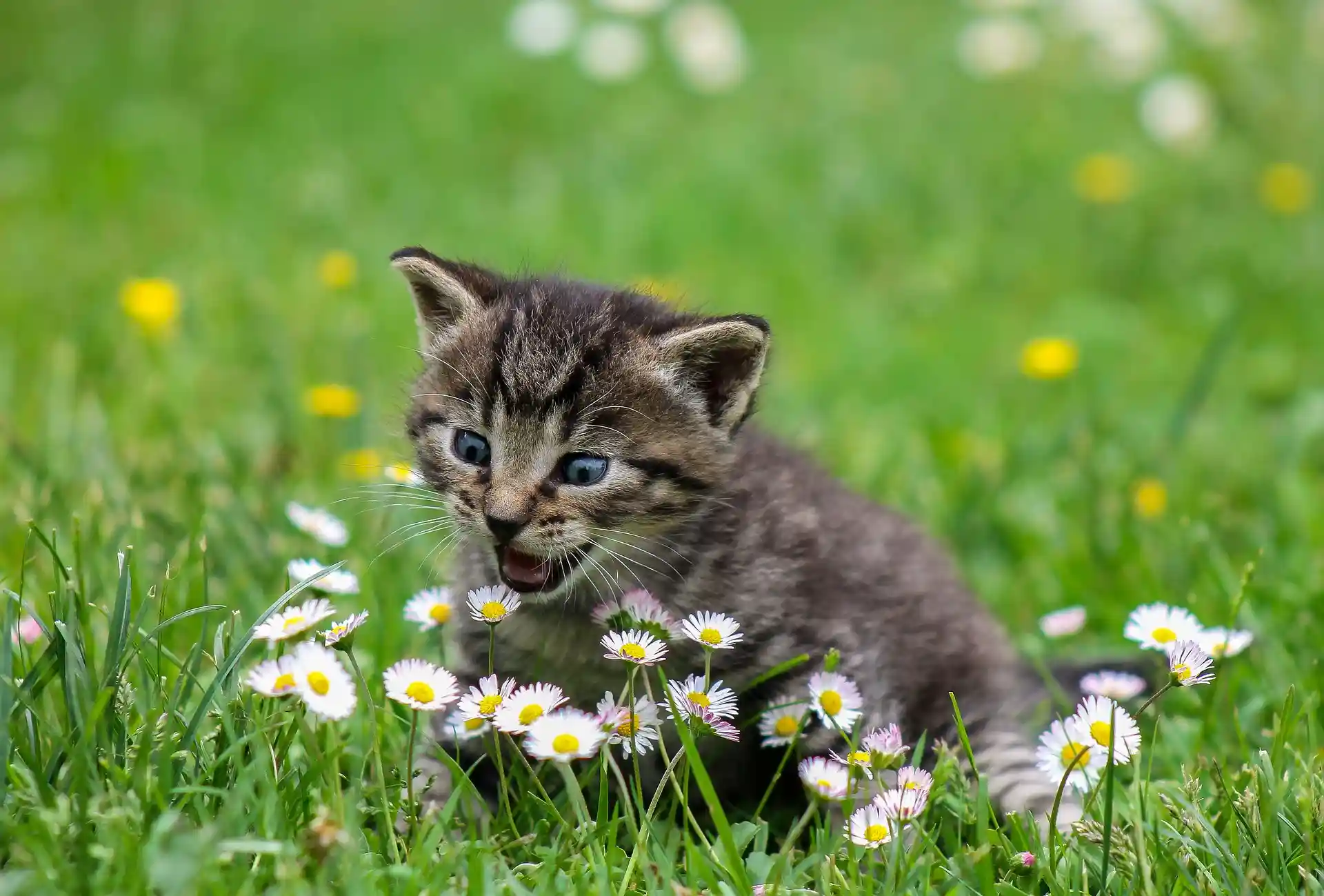 A kitty attacking some flowers.