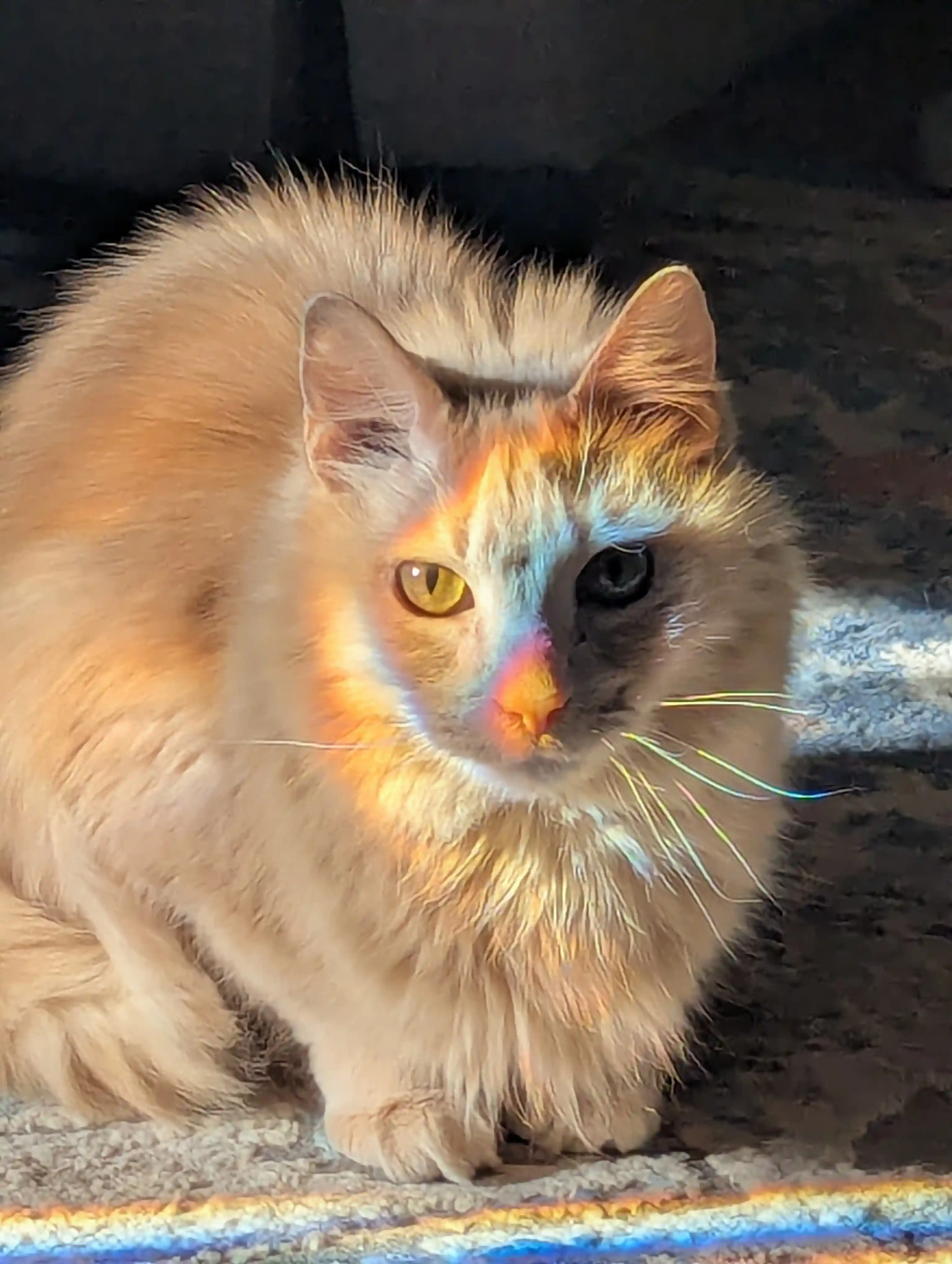 Gnocchi, an adorable fluffy orange cat, with a rainbow refraction on his face and nose