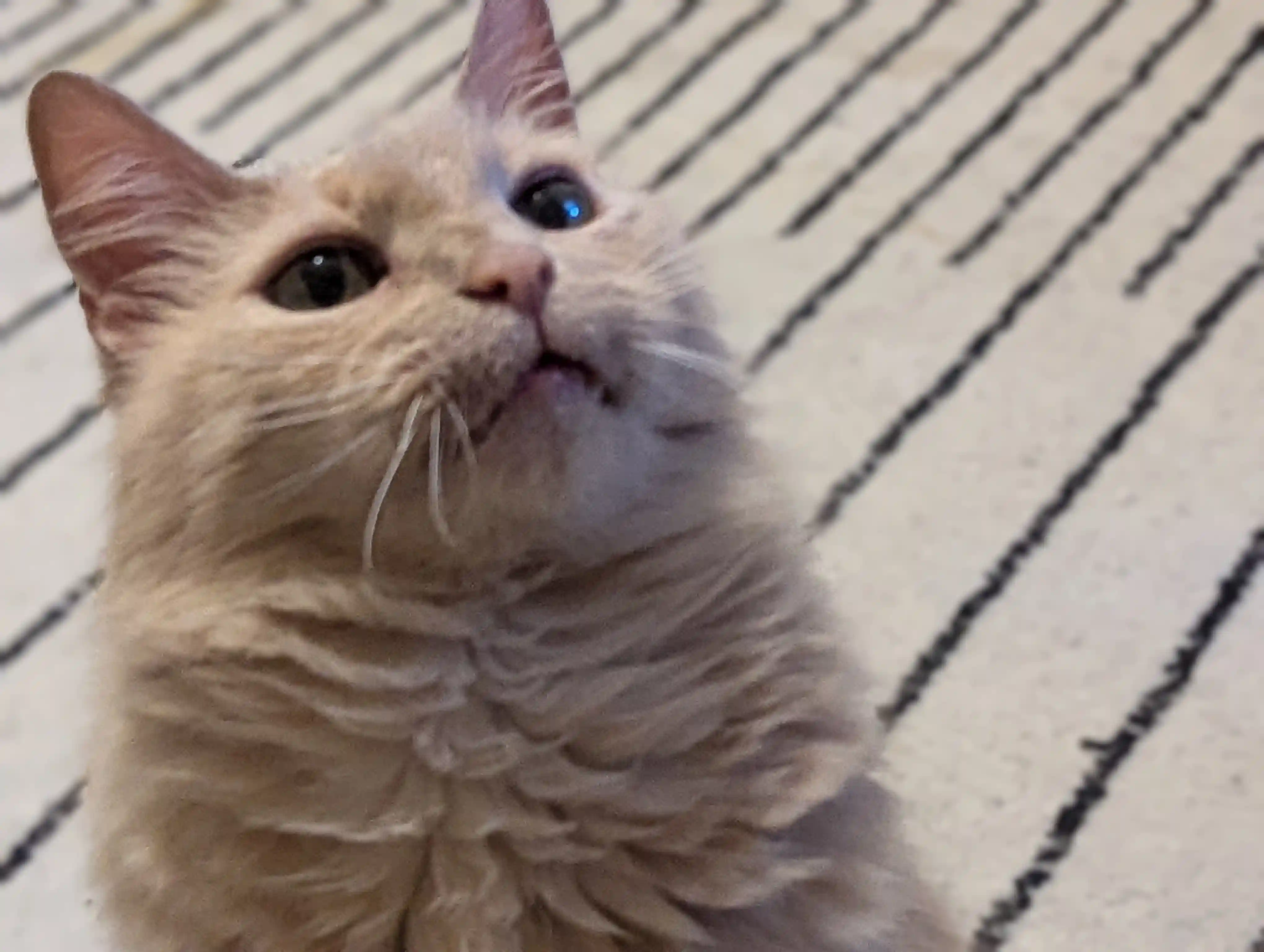 Gnocchi, a cute and cuddly orange cat, on a wooden porch looking upwards with a goofy expression on his face