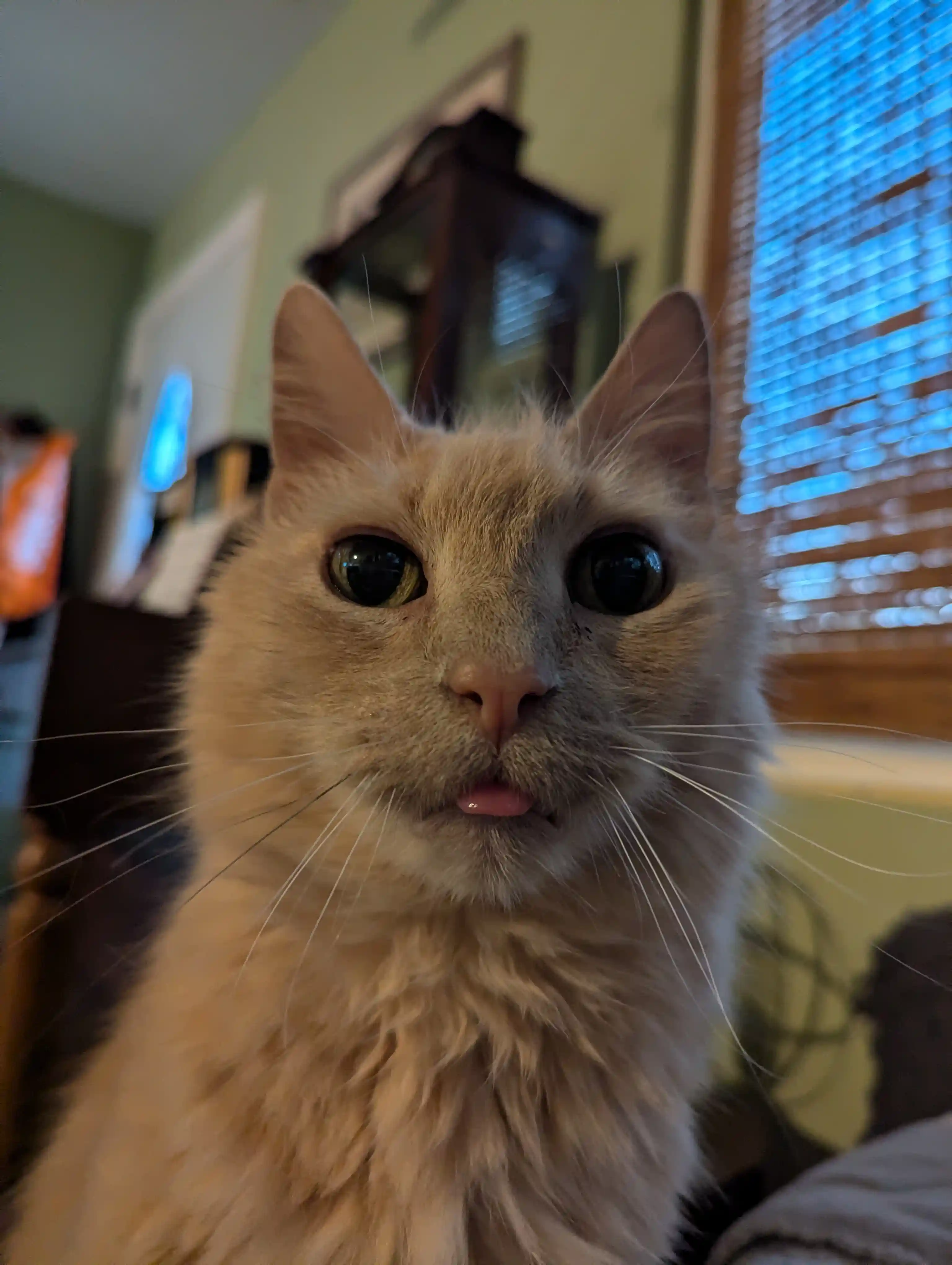 A closeup portrait picture of Gnocchi, the bestest orange cat there ever was, slightly blepping his tounge out