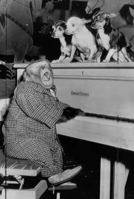 a monkey playing piano