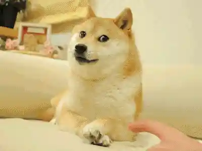 dogescript