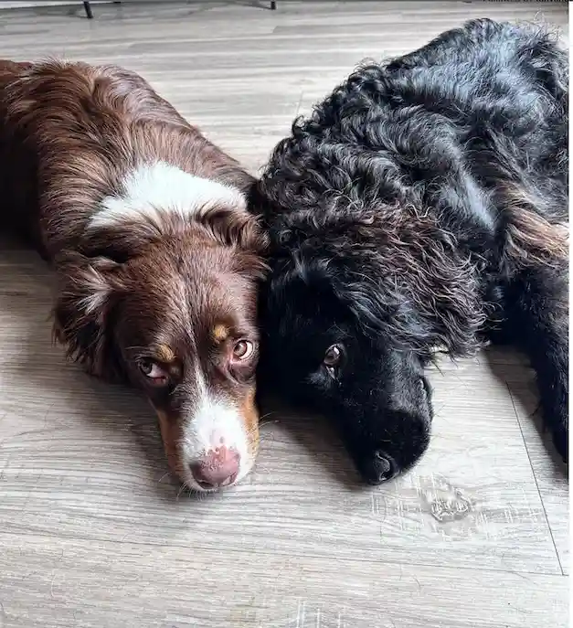 Moka and Tobler