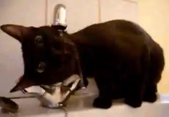 A black cat drinking water
