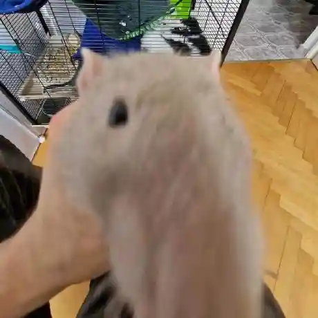 User avatar: igorrrpawlowski