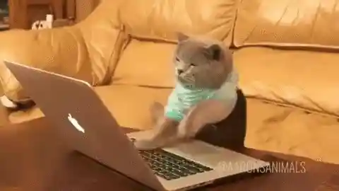 Coding cat