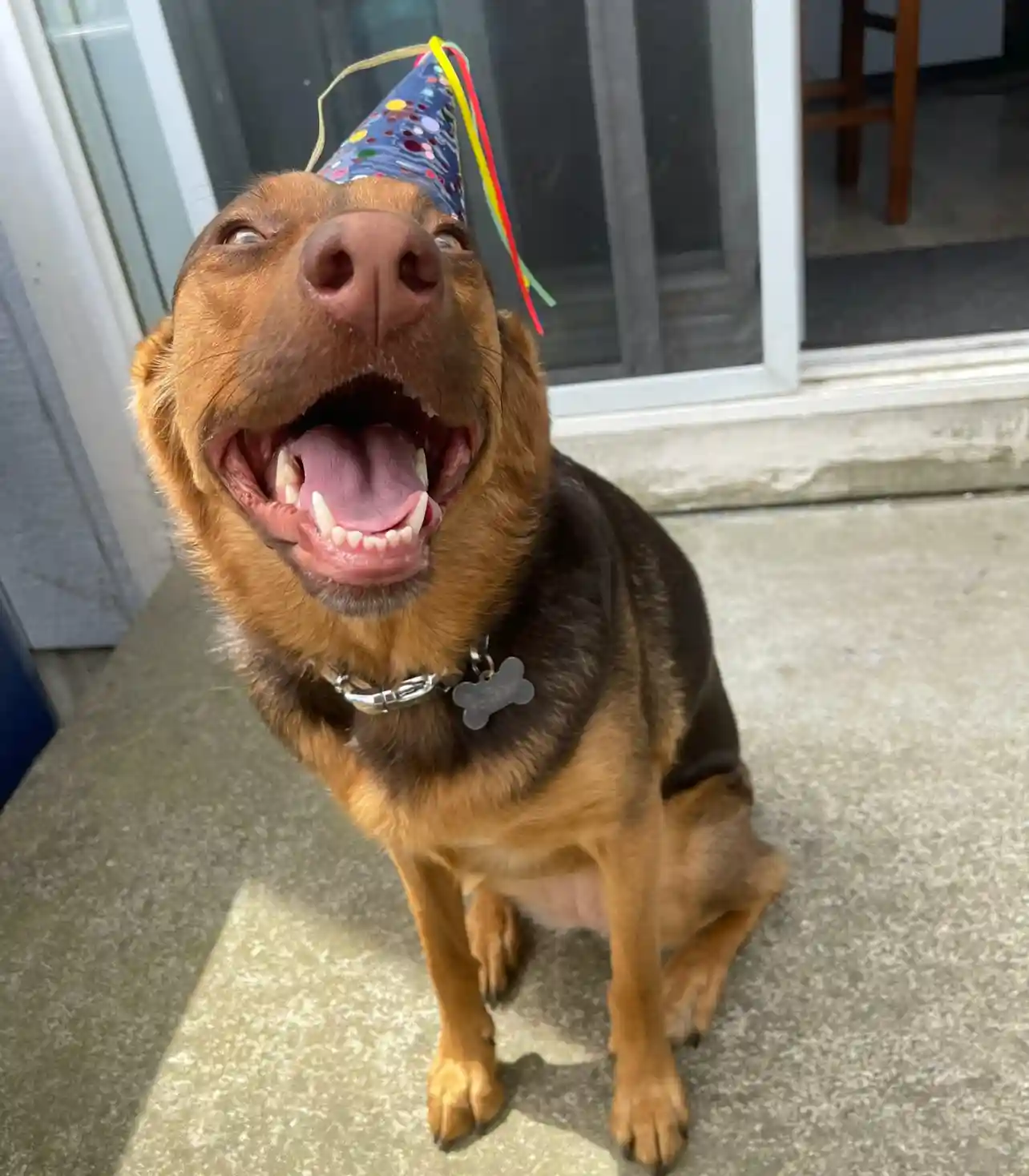 My Doggo