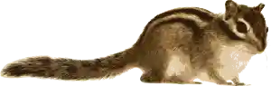 original file