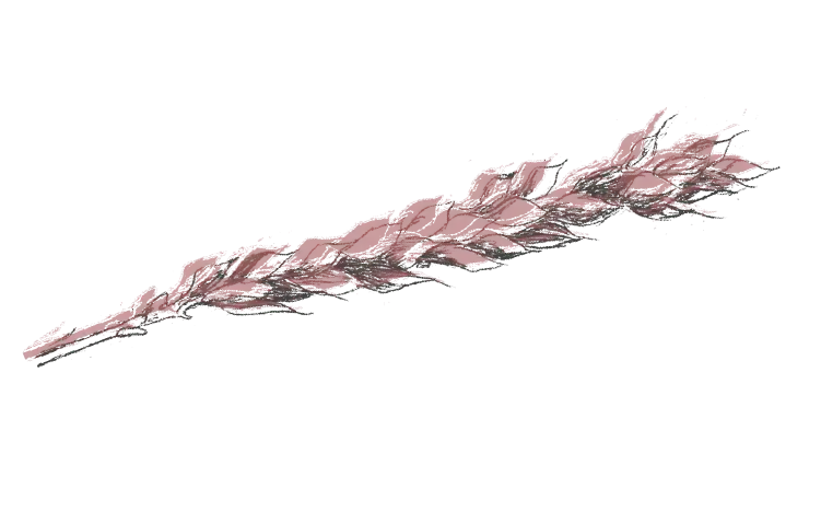 Wheat illustration