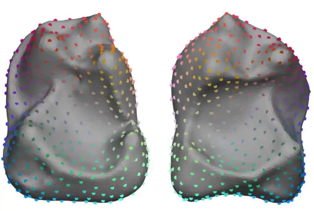 Sinkhorn Lifted Assignment