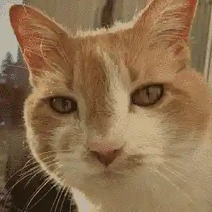 image following mouse