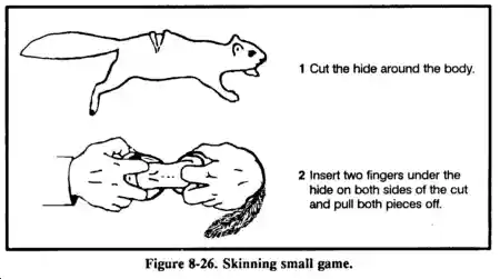 Skinning small game