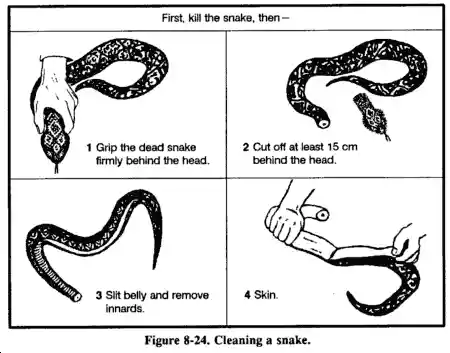 snakes