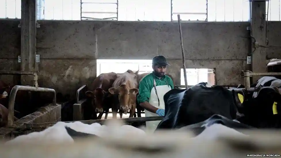 Sikh worker in the milking shed