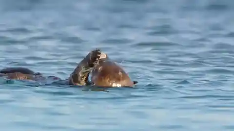 Clever baby otter uses rock to open mussel