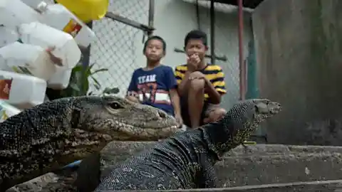 Watch how creepy reptiles look for food
