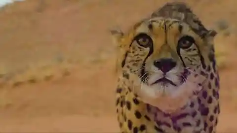 Watch a cheetah chase its prey