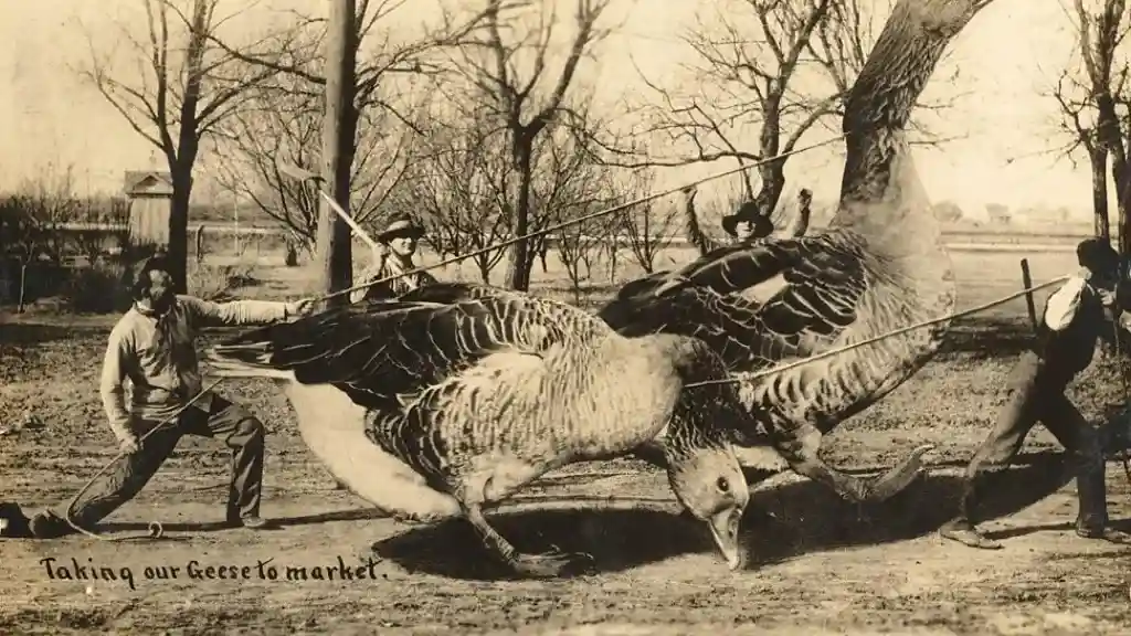 Black-and-white vintage photo montage of two vehicles colliding and appearing to be thrown upwards out of of the car (Credit: Courtesy of the Rijksmuseum)