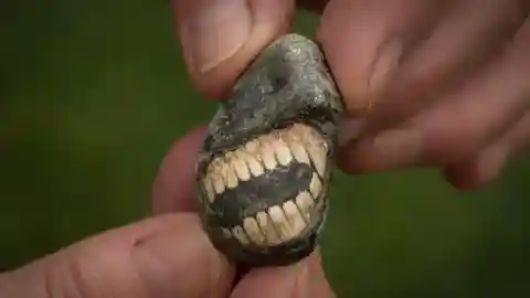 A grey rock inlaid with a fossil - the white markings resemble an open mouth with a set of teeth. The rock is held between two hands