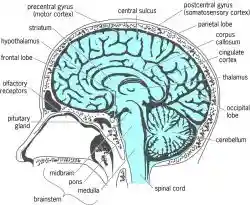 Midsagittal (midline, medial) section through the human brain