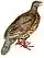 Lerwa nivicola white background.jpg
