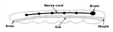 A rod-shaped body contains a digestive system running from the mouth at one end to the anus at the other. Alongside the digestive system is a nerve cord with a brain at the end, near to the mouth.