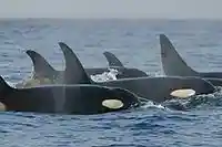 A group of killer whales has surfaced. Four dorsal fins are visible, three of which curve backward at the tip.