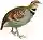ArboricolaGingicaKeulemans white background.jpg