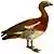 The birds of South America (1912) (flipped).jpg