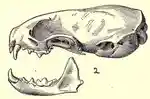 Mustelaerminacicognaniskull.png