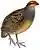 Rhynchortyx cinctus white background.jpg