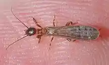 Osaundersii Male.jpg