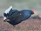 Birkhahn (cropped).jpg