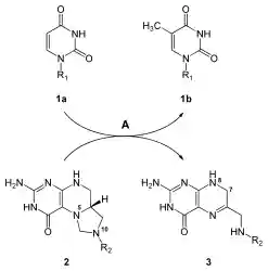 'Thymidylate synthase reaction: dUMP + 5,10-methylenetetrahydrofolate ⇔ dTMP + dihydrofolate