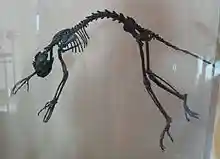 Notharctus tenebrosus AMNH.jpg