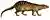Lydekker - Broad-banded Cusimanse (white background).JPG