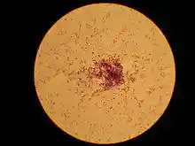 Lactococcus lactis.jpg